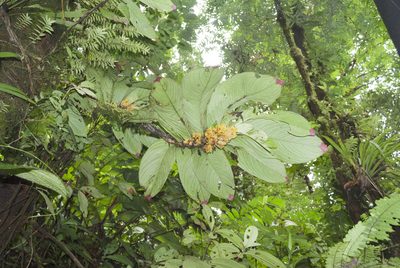 Columnea gigantifolia, photographed by Oscar Marín