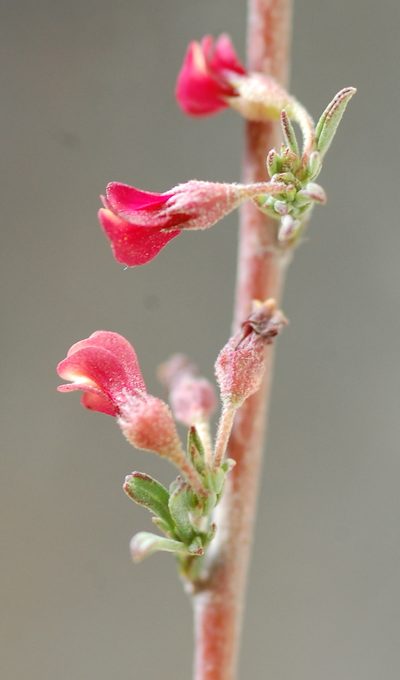 Hermannia joubertiana, photographed by Charles Stirton