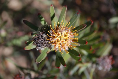 Leucospermum muirii, photographed by Charles Stirton