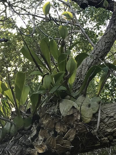 Prosthechea boothiana, photographed by Jared Shorma