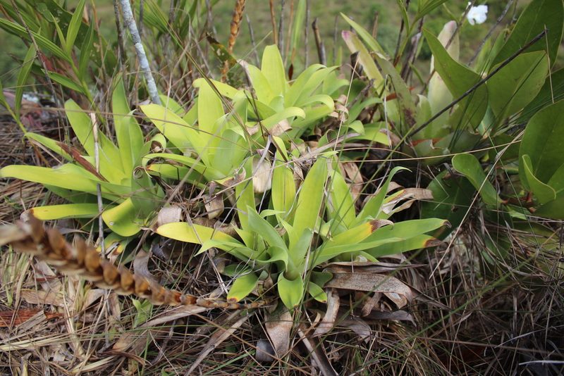 Goudaea chrysostachys, photographed by GERMAN LEONEL SARMIENTO CRUZ