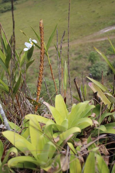 Goudaea chrysostachys, photographed by GERMAN LEONEL SARMIENTO CRUZ