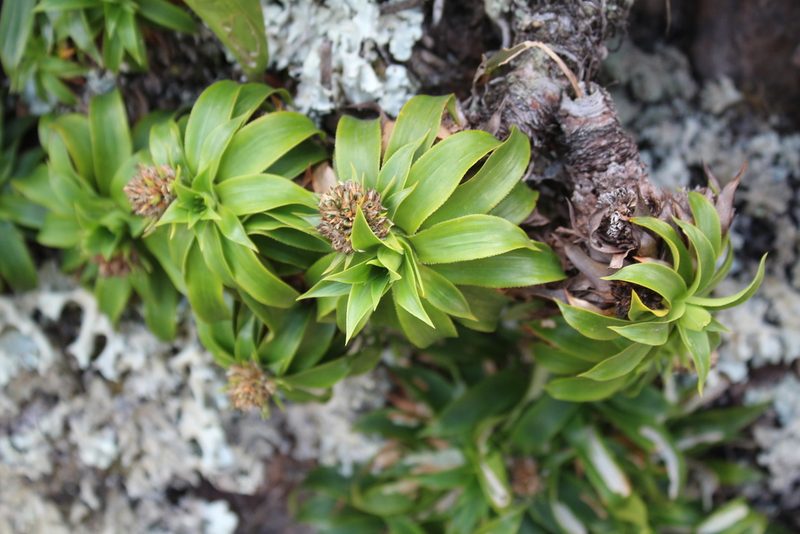 Navia acaulis, photographed by GERMAN LEONEL SARMIENTO CRUZ