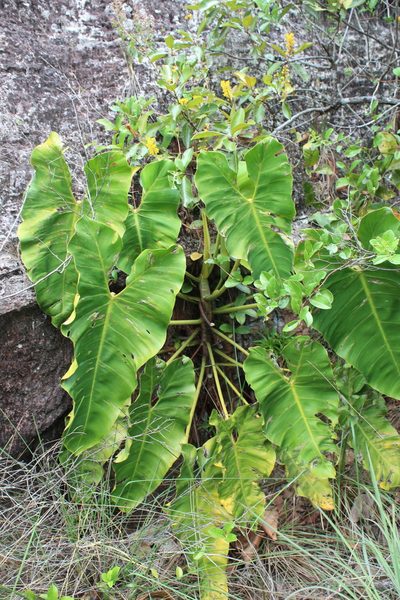 Philodendron quinquenervium, photographed by GERMAN LEONEL SARMIENTO CRUZ