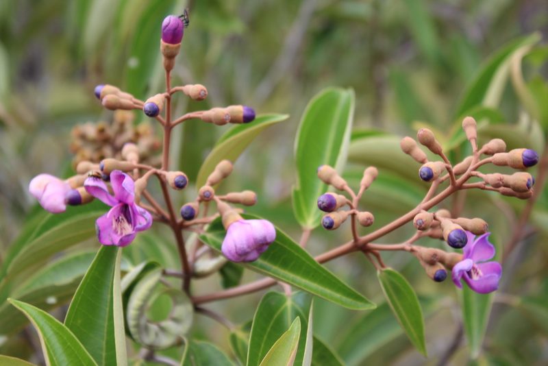 Meriania urceolata, photographed by GERMAN LEONEL SARMIENTO CRUZ