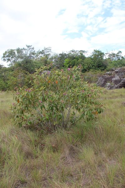 Meriania urceolata, photographed by GERMAN LEONEL SARMIENTO CRUZ