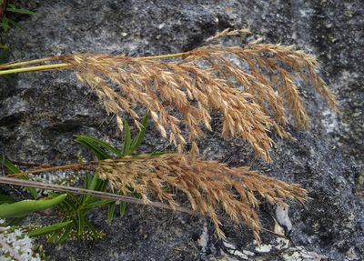 Chionochloa flavicans, photographed by Peter de Lange