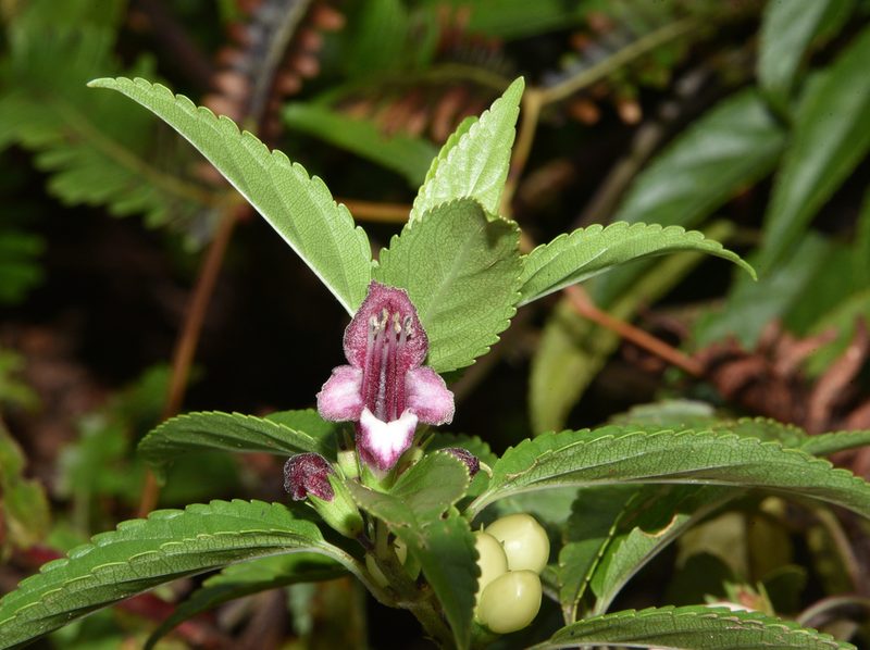 Stenogyne purpurea, photographed by Don Loarie