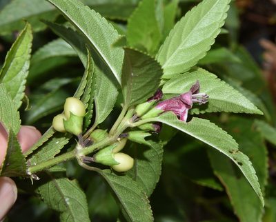 Stenogyne purpurea, photographed by Don Loarie