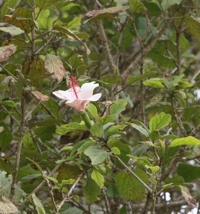 Hibiscus waimeae, photographed by Don Loarie