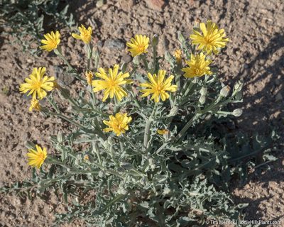 Crepis occidentalis, photographed by Tim Messick