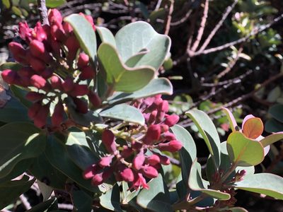 Santalum haleakalae, photographed by Sonny Gamponia