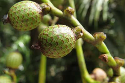 Calamus moti, photographed by coenobita