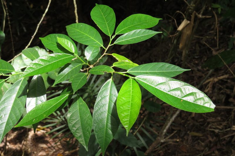 Ficus leptoclada, photographed by coenobita