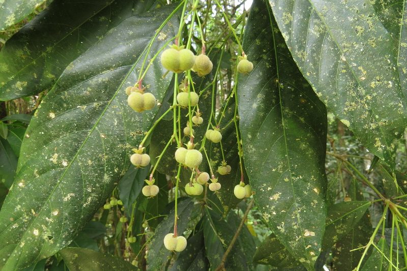 Rockinghamia angustifolia, photographed by coenobita