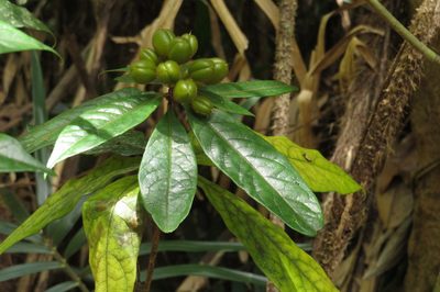 Pittosporum rubiginosum, photographed by coenobita