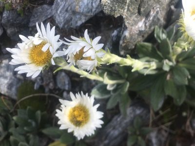Celmisia haastii, photographed by lymanhc