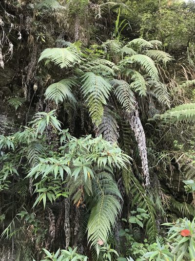 Woodwardia prolifera, photographed by Pieter Pelser