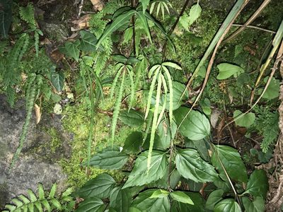 Pteris kidoi, photographed by Pieter Pelser