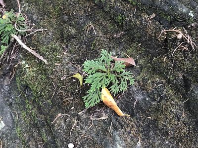 Selaginella tamariscina, photographed by Pieter Pelser