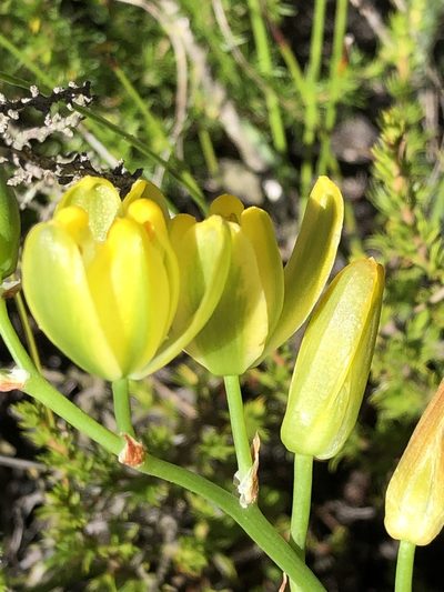 Albuca aurea, photographed by Dave U