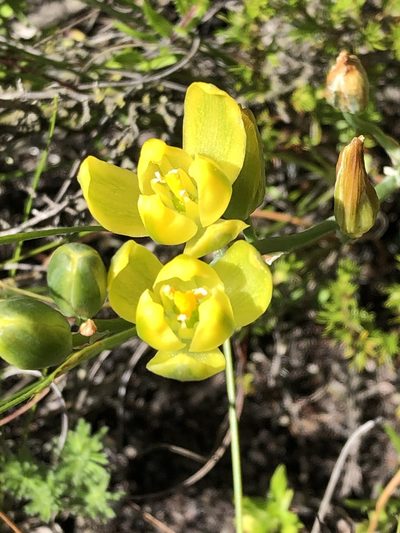 Albuca aurea, photographed by Dave U