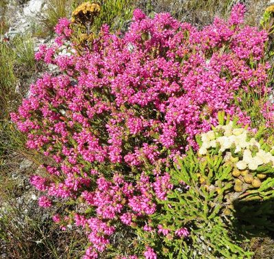 Erica insolitanthera, photographed by linkie
