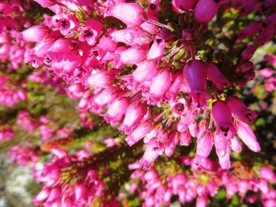 Erica insolitanthera, photographed by linkie