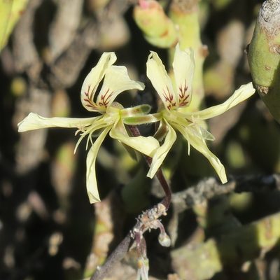 Pelargonium karooicum, photographed by Kevin Murray