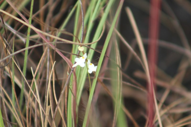 Utricularia amethystina, photographed by GERMAN LEONEL SARMIENTO CRUZ