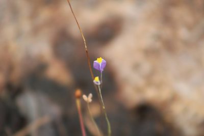 Burmannia bicolor, photographed by GERMAN LEONEL SARMIENTO CRUZ