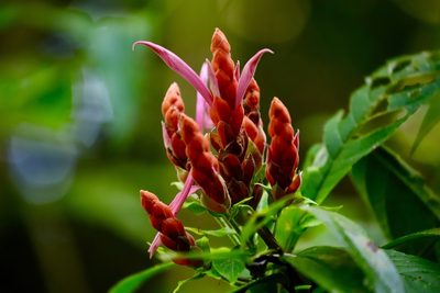 Aphelandra sinclairiana, photographed by Aitor