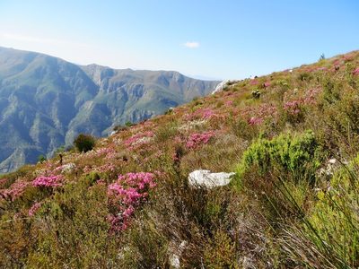 Erica insolitanthera, photographed by linkie
