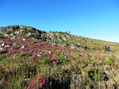 Erica insolitanthera, photographed by linkie