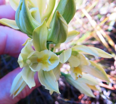 Eulophia tabularis, photographed by linkie