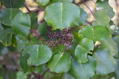 Cheirodendron platyphyllum, photographed by Don Loarie