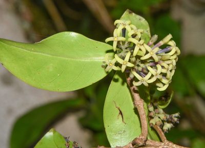 Kadua affinis, photographed by Don Loarie