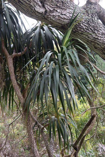Dracaena aurea, photographed by Don Loarie