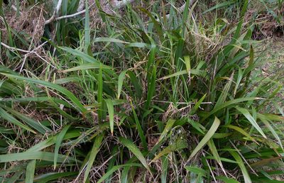 Dianella sandwicensis, photographed by Don Loarie