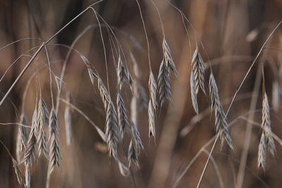 Bromus kalmii, photographed by Quinten Wiegersma