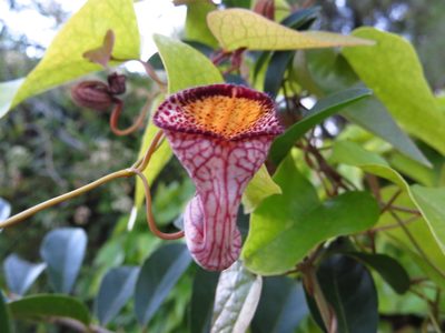 Aristolochia triangularis, photographed by Leonel Roget