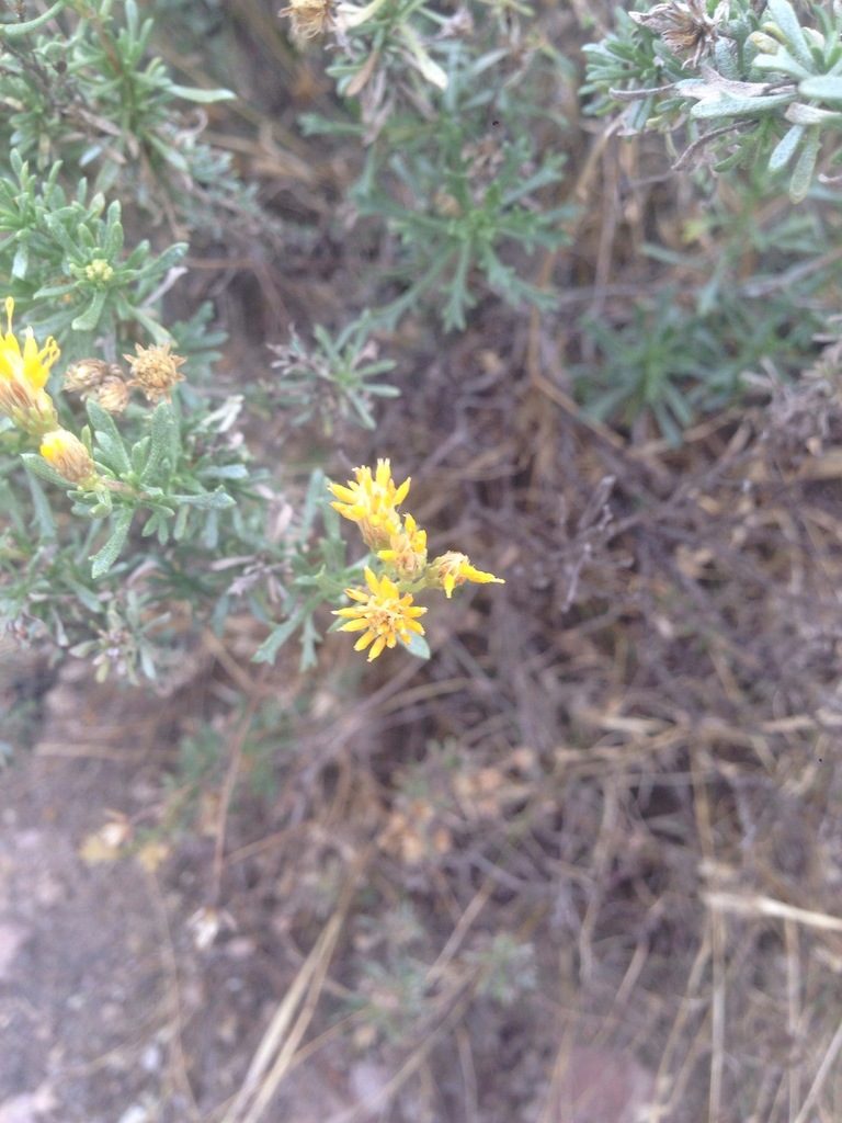 Isocoma hartwegii, photographed by Oscar C. González Martínez