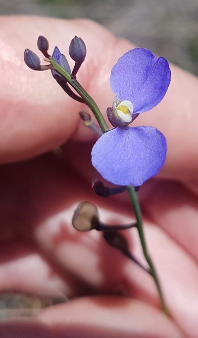 Comesperma sphaerocarpum, photographed by Vale Jenny Conolly