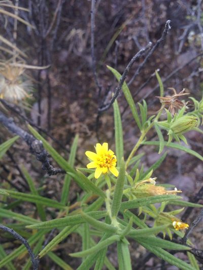 Trixis angustifolia, photographed by Oscar C. González Martínez
