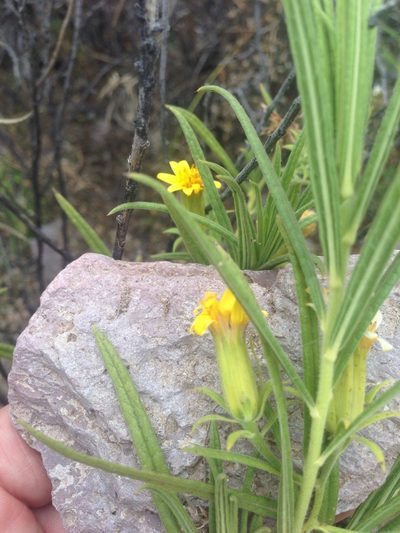 Trixis angustifolia, photographed by Oscar C. González Martínez
