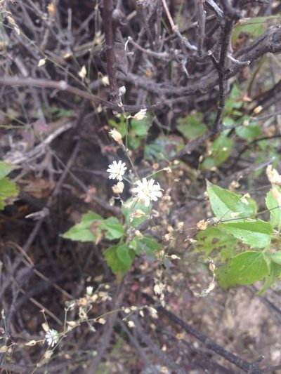 Drymaria leptophylla, photographed by Oscar C. González Martínez