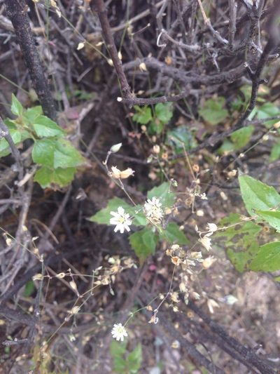 Drymaria leptophylla, photographed by Oscar C. González Martínez