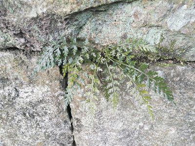 Asplenium sarelii, photographed by harum.koh