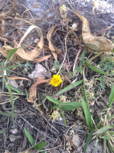 Tridax balbisioides, photographed by Oscar C. González Martínez