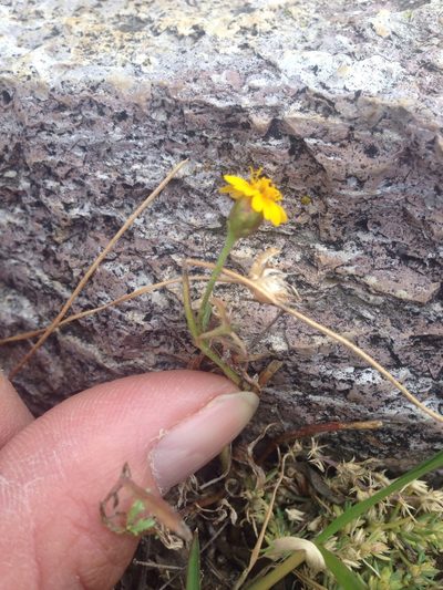 Tridax balbisioides, photographed by Oscar C. González Martínez